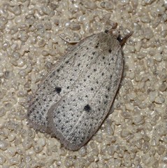 Euprionocera geminipuncta