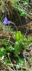 Pinguicula corsica