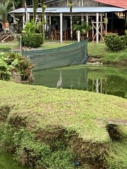 Tigrisoma mexicanum
