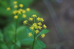 Zizia trifoliata