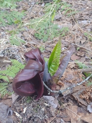 Symplocarpus foetidus