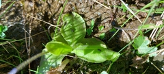 Pinguicula corsica