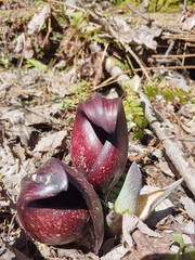 Symplocarpus foetidus