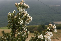 Eucryphia cordifolia