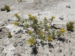 Cleomella obtusifolia