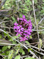 Epidendrum ackermanii