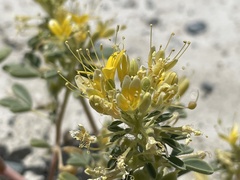 Cleomella obtusifolia