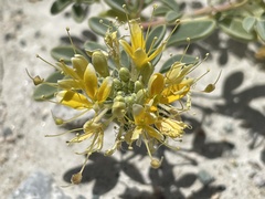 Cleomella obtusifolia