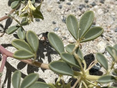 Cleomella obtusifolia