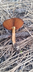 Cortinarius thiersii