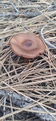 Cortinarius thiersii