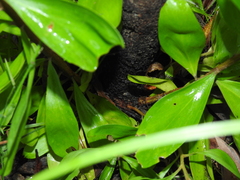 Persoonia cornifolia