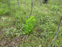 Persoonia cornifolia