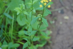 Zizia trifoliata