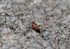 Anoscopus albifrons