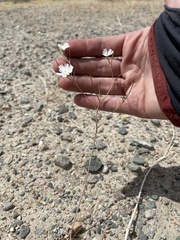 Atrichoseris platyphylla