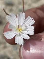 Atrichoseris platyphylla