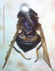 Copestylum