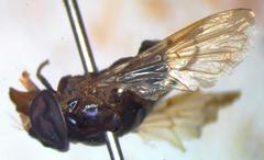 Copestylum