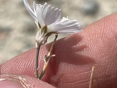 Atrichoseris platyphylla