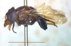 Copestylum