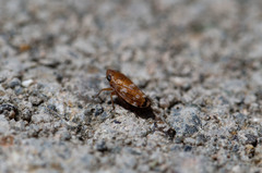 Anoscopus albifrons