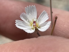 Atrichoseris platyphylla