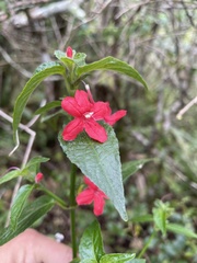 Ruellia coccinea