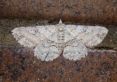 Cleora repetita
