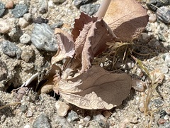 Atrichoseris platyphylla