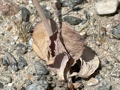 Atrichoseris platyphylla