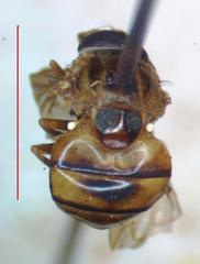 Copestylum