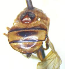Copestylum