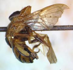 Copestylum