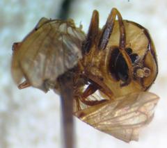 Copestylum
