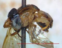 Copestylum