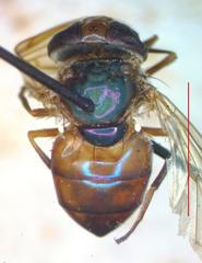 Copestylum