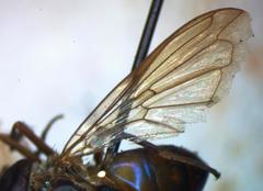 Copestylum