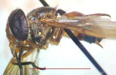 Copestylum