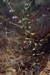 Sairocarpus vexillocalyculatus intermedius