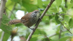 Pheugopedius maculipectus