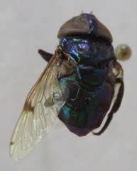 Ornidia obesa