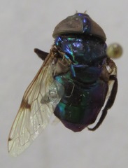 Ornidia obesa