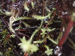 Philonotis capillaris