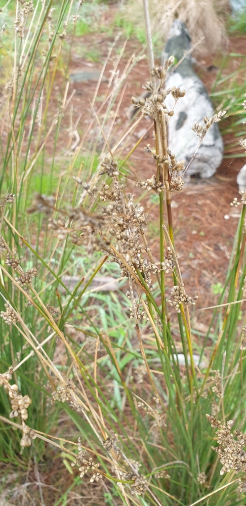 rushes from Donvale VIC 3111, Australia on May 13, 2022 at 09:42 AM by ...