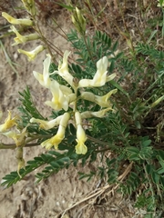 Astragalus eremiticus