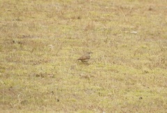 Geositta tenuirostris