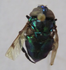 Ornidia obesa