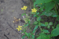 Zizia trifoliata