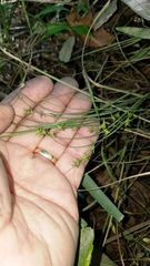 Carex socialis